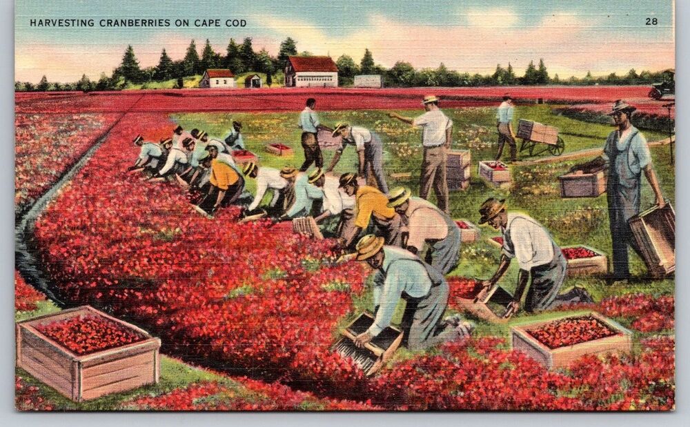 Vintage Postcard Harvesting Cranberries Cape Cod MA Linen Tichnor Bros 61304